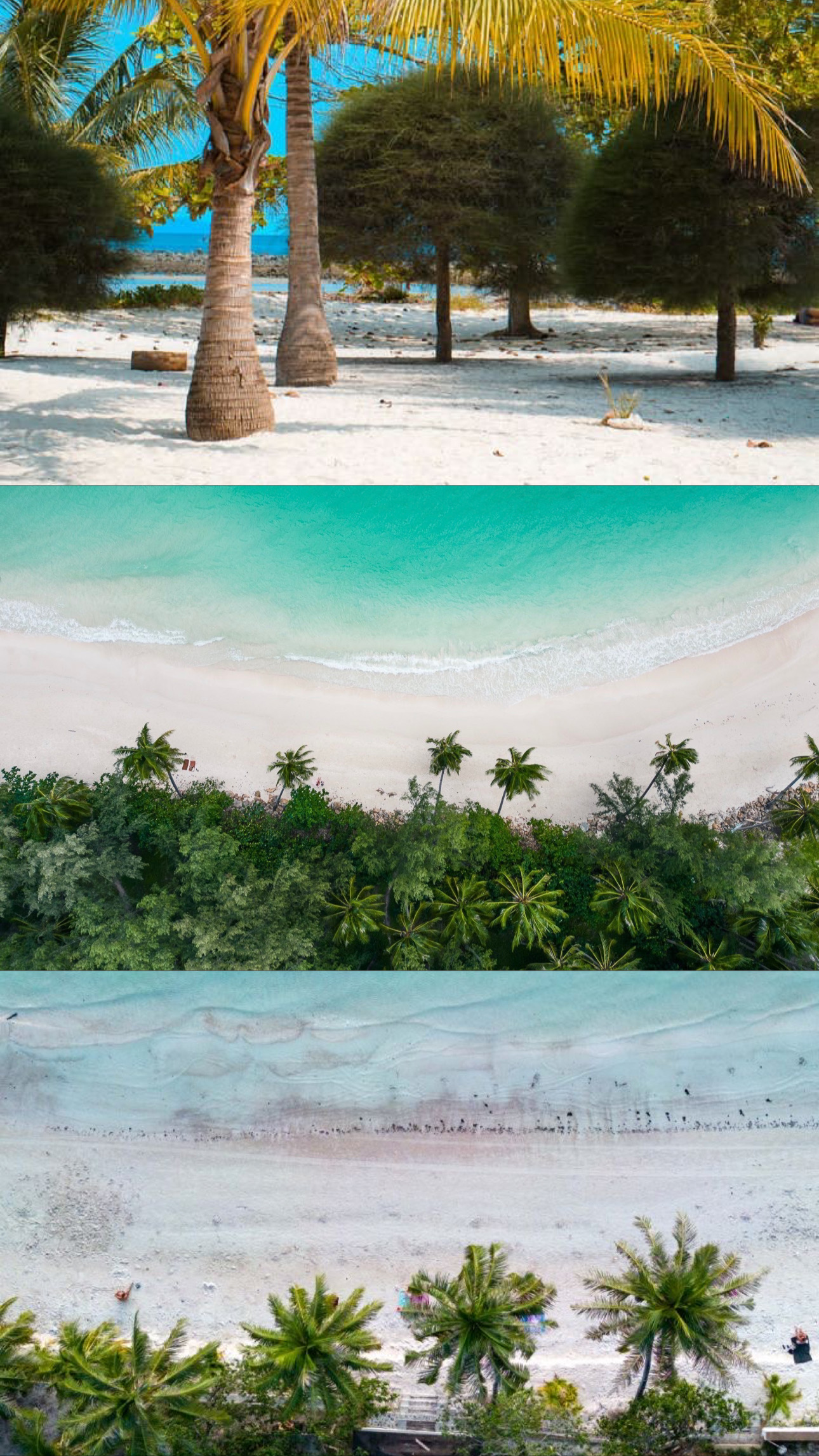 White-sand beaches and palm trees of Koh Phangan