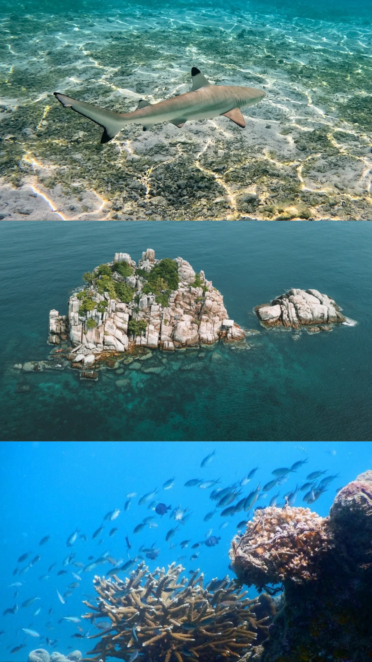Shark, rocky island and coral reef around Koh Tao