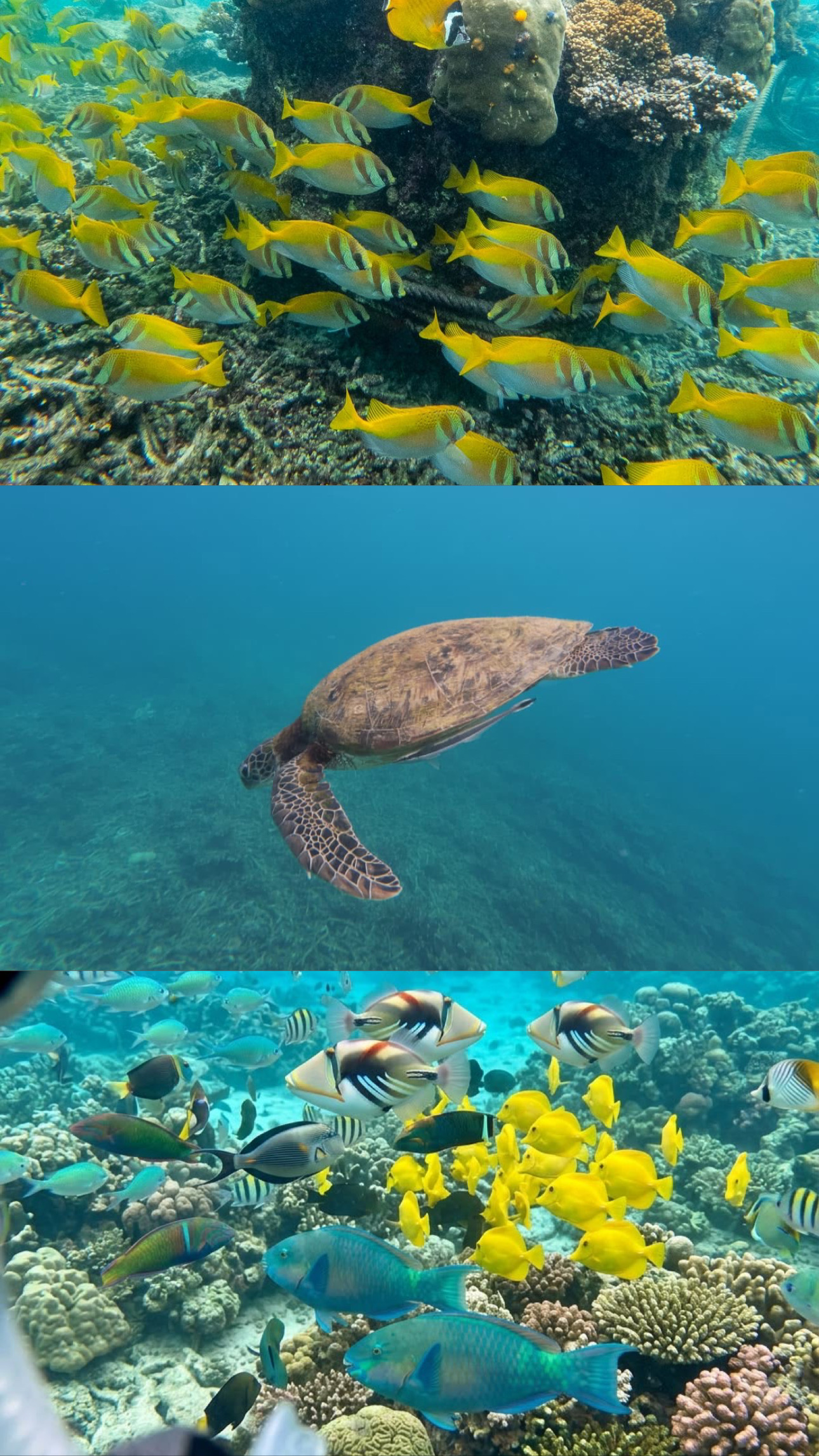 Tropical fish and sea turtle in the waters around Koh Tao
