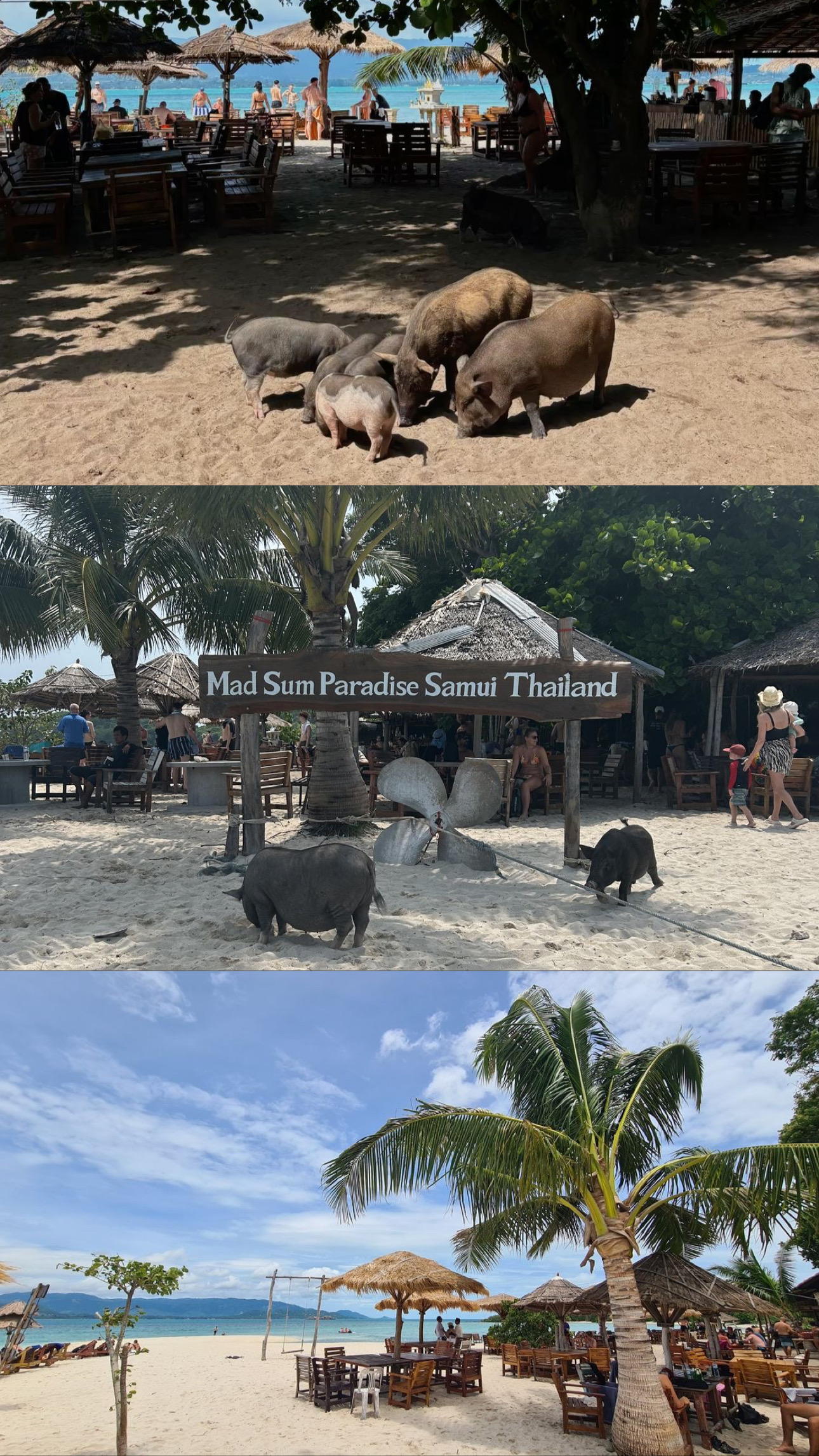 Pigs and beach restaurant on Pig Island